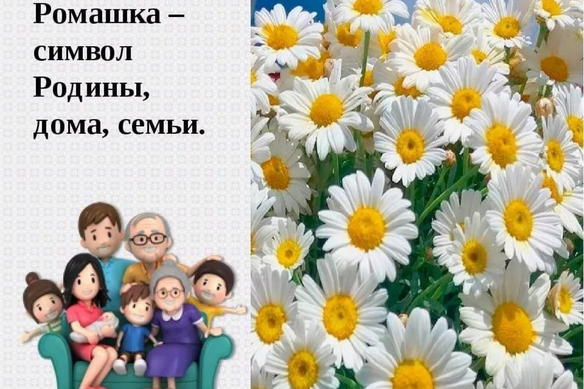 Акция «Подари ромашку»