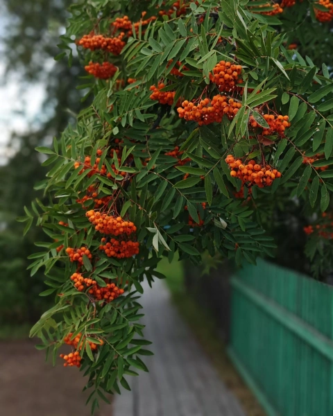 Мастер-класс «Мобильная фотография» ДУБЛЬ