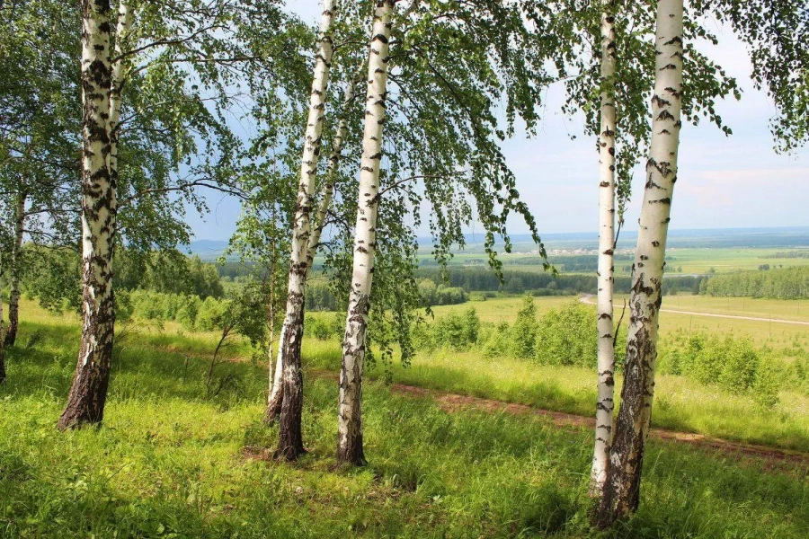 Театрализованное мероприятие«Жалобная книга природы»