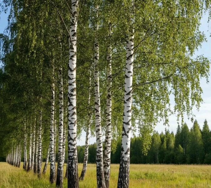 «Русская березка»